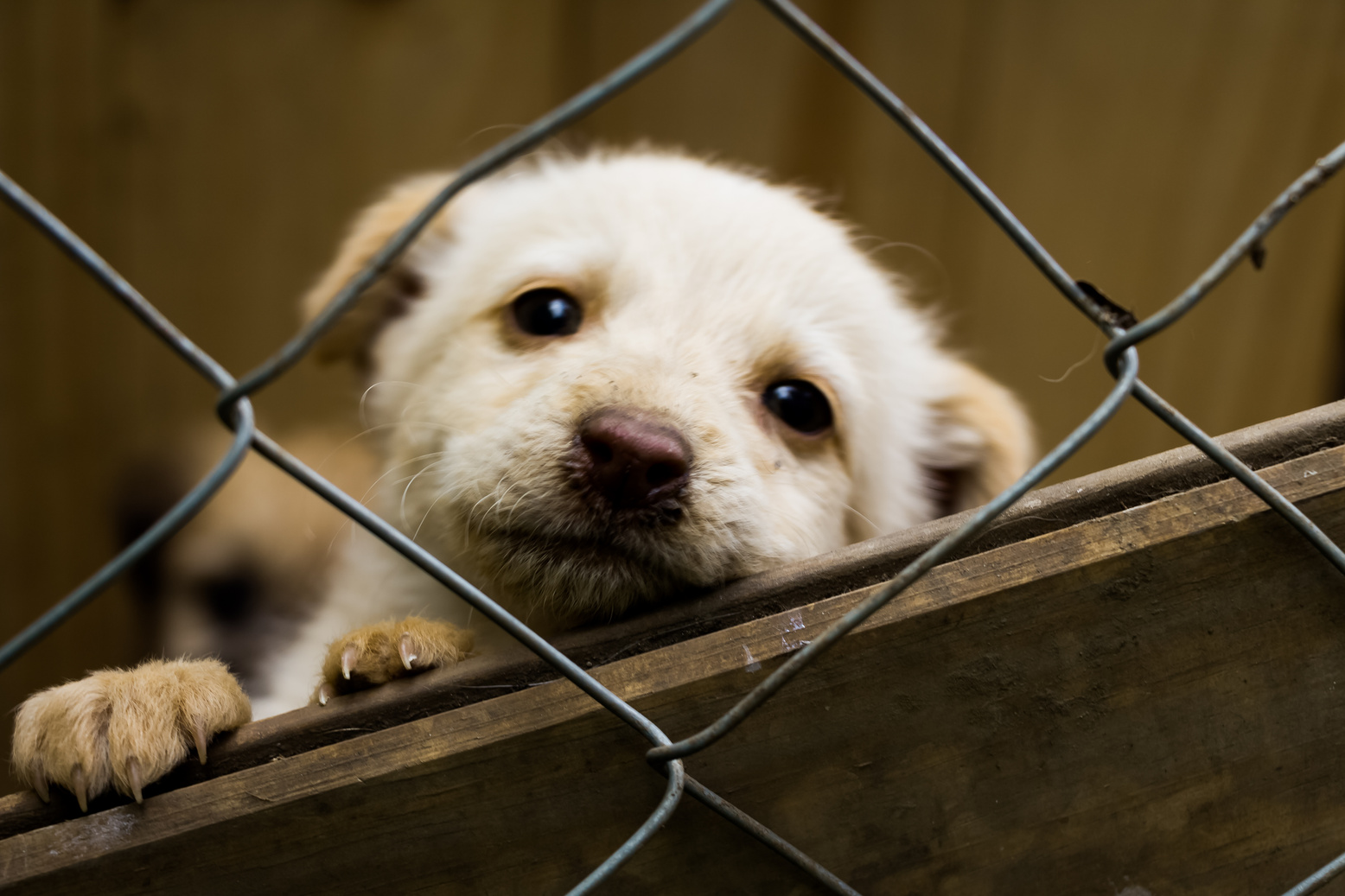 Puppy dog in a shelter adoption